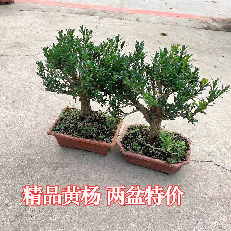 黄杨老桩盆景树苗雀舌皱皮造型小叶盆栽绿植室内客厅好养树桩植物