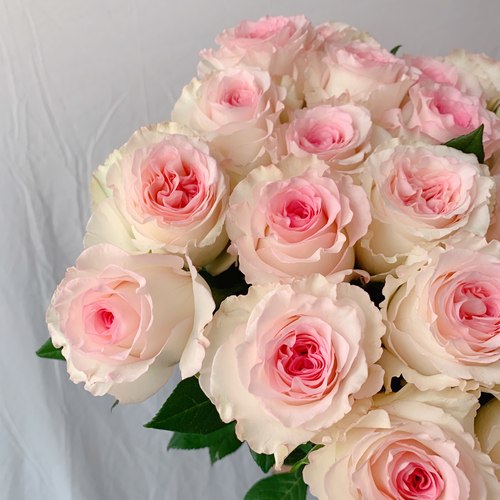 洛神玫瑰花大苗盆栽肯尼亚切花月季特大花四季阳台庭院花卉绿植物