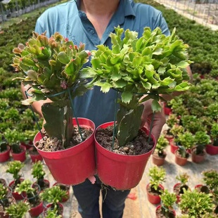 嫁接好的三色蟹爪兰蟹爪卉植物室内阳台绿植三角柱多肉盆栽办公室