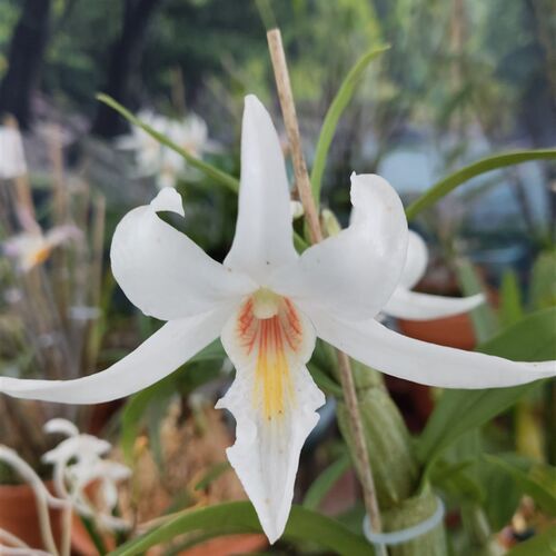 龙石斛Den.draconis Rchb.f石斛兰花盆景一盆