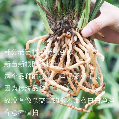 兰建兰绿植小叶名贵龙岩素兰草带苞四季兰兰苗品种