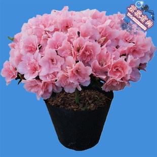 【小桃红杜鹃花苗】盆栽四季西洋比利时杜鹃花 玉麒麟杜鹃花