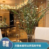 桃枝泡水真水养新鲜装 饰插瓶干树枝柳枝干包遇水