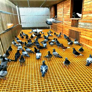 鸽舍玻璃钢格栅地底网狗笼鸡场羊圈养殖鸭鹅漏粪板