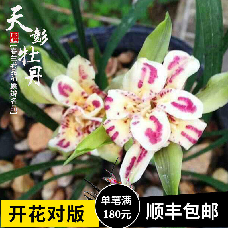 春兰天彭牡丹老品种蝶瓣奇花冬春带花苞室内阳台花卉盆栽绿植浓香