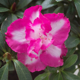 粉红花边西玛杜鹃花带花苞大盆栽特大棵苗老桩老桩四季发货干枝卉