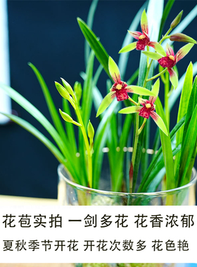 带花苞小国魂逸红双娇四季兰建兰开花红色浓香好养新中式可水培花