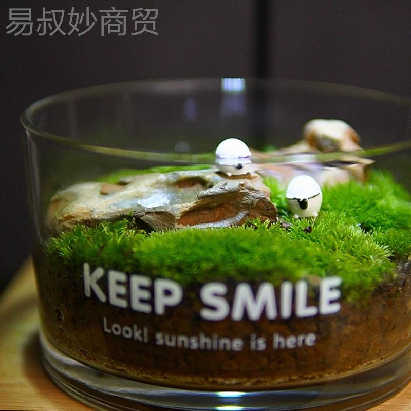 懒人植摆物20716桌面绿植私坪苔藓微人景观件办态公室微景观成品图片
