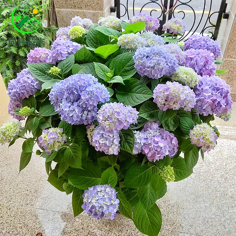 绣球老桩花苗庭院室内阳台盆栽耐寒花卉植物四季开花无尽夏绣球苗