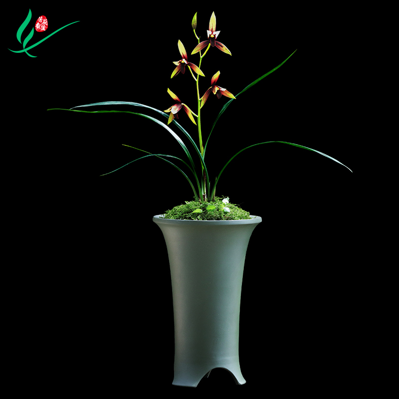 建兰四季兰花赤诚浓香型花卉盆景盆栽土绿植兰带草植物花苞名贵苗