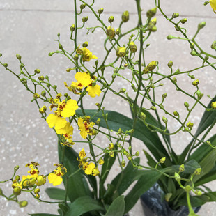 跳舞兰文心兰带花苞花剑室内客厅开花好养花卉植物盆栽绿植兰花