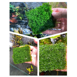 珊瑚莫斯片8x8cm 鱼缸草缸造景水草场直发懒人水培增氧阴性淡水草