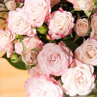 折射泡泡多头玫瑰花大苗四季阳台庭院小花多头月季抗病强花卉植物