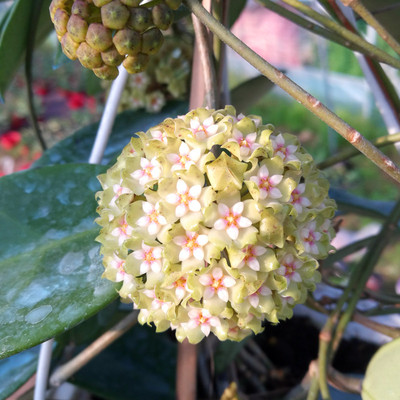 藤本植物花卉盆栽 羊脂玉球兰 球兰花盆栽 易开花 大颗带花梗发货
