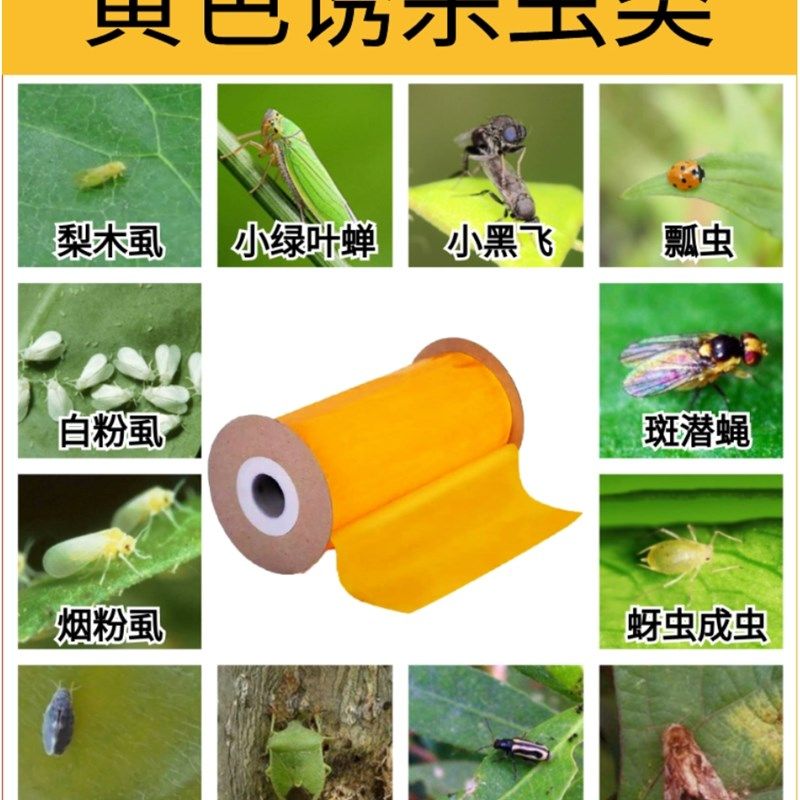 粘虫带树木防虫胶带大棚园林温室用双面粘虫带工程绿化用诱虫胶带,农机/农具/农膜,农用灭虫板/诱虫板,淘宝优惠券,粉丝福利购,淘宝优惠卷