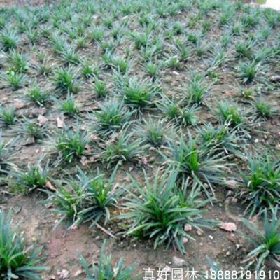 日式矮麦冬草庭院正宗小型麦冬草苗植物工程四季青草皮长叶麦冬草