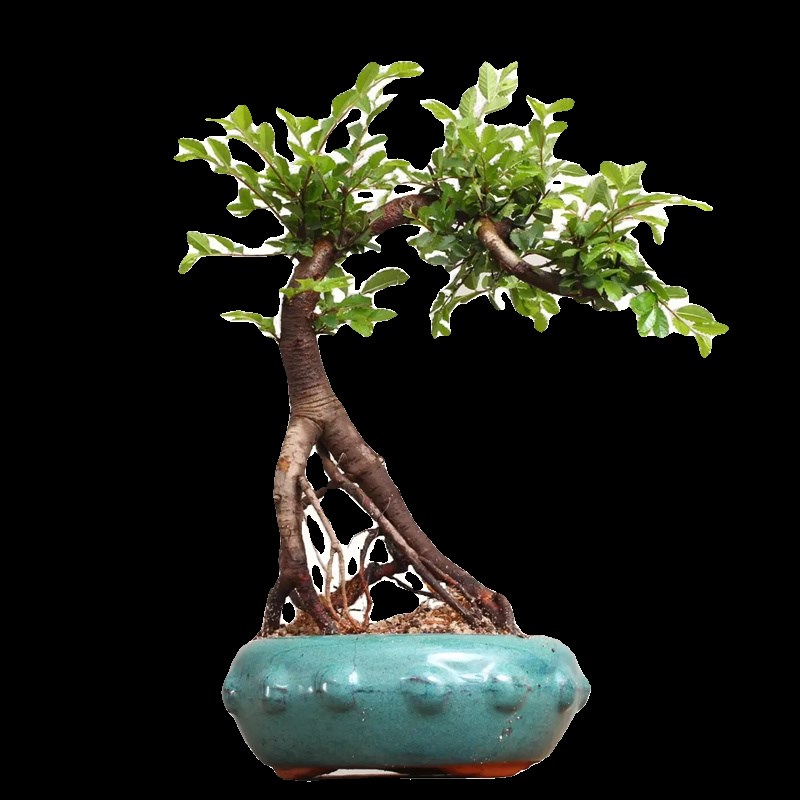 小叶榆树盆景老桩飘枝造型盆栽室内客厅阳台庭院绿植四季常青植物