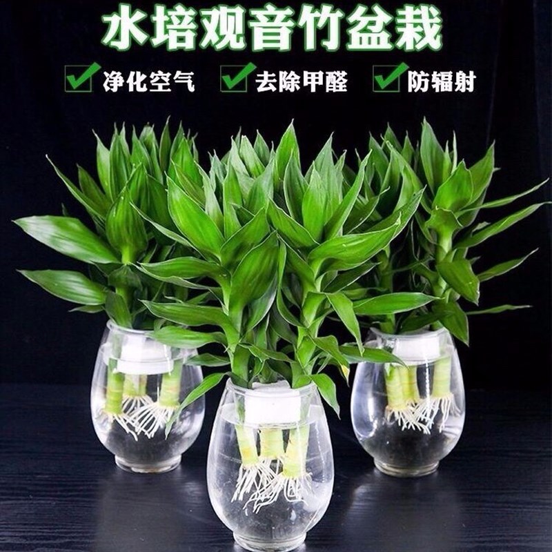 四季常青水养富贵竹水培植物包邮客厅室内转运竹观音竹荷花竹盆栽