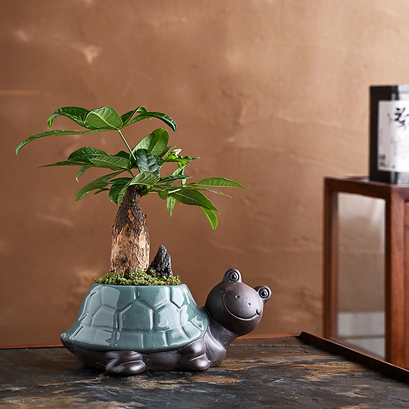 发财树盆景绿植物铁树办公桌书房茶桌好养招财树中式禅意盆栽摆件图片