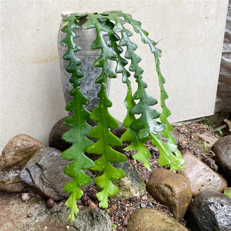 鱼骨令剑多肉植物室内植物喜阴凉通风喜湿夏季开花,鲜花速递/花卉仿真/绿植园艺,多肉植物,淘宝优惠券,粉丝福利购,淘宝优惠卷