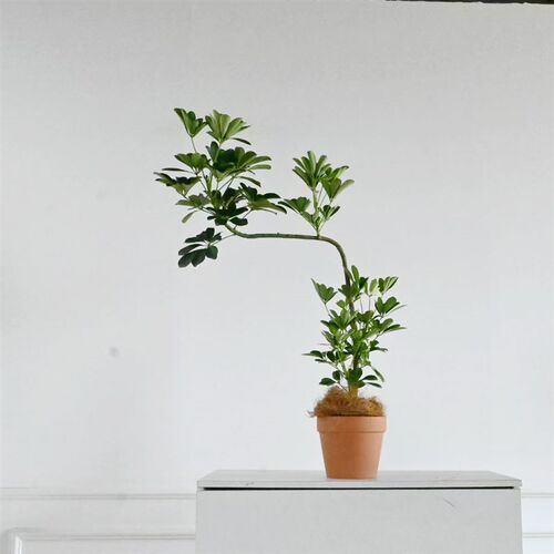 小型鸭脚木飘枝造型植物桌面室内阳台四季常绿八方来财耐阴北欧风