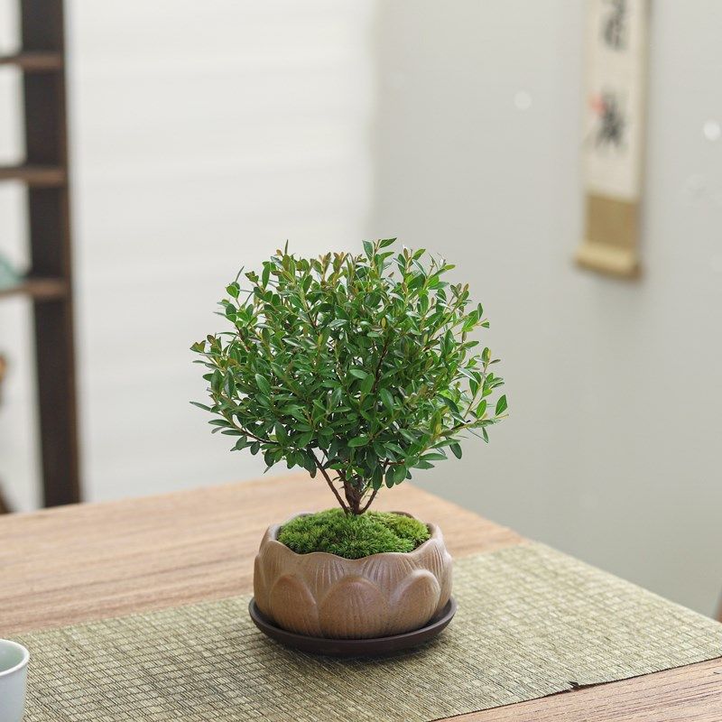 小叶赤楠盆栽办公室桌面摆件绿植花卉盆景室内客厅好养植物树苗,鲜花速递/花卉仿真/绿植园艺,绿植,淘宝优惠券,粉丝福利购,淘宝优惠卷