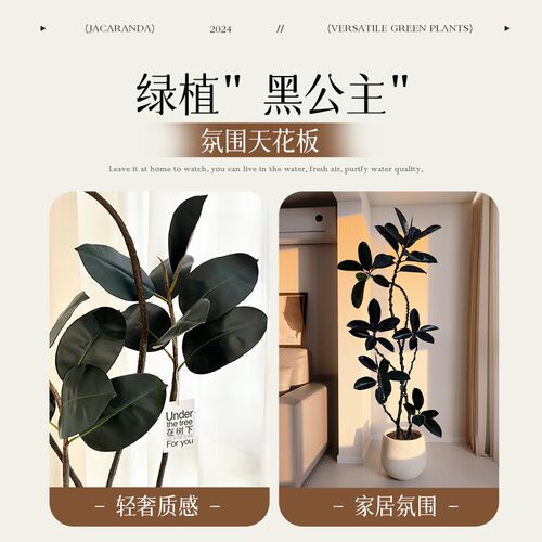 黑金刚橡皮树客厅造型大盆栽室内网红氛围大型绿植物阳台四季好养