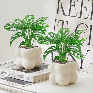 仙洞龟背竹客厅绿植盆栽四季好养净化空气室内花卉办公室桌面植物