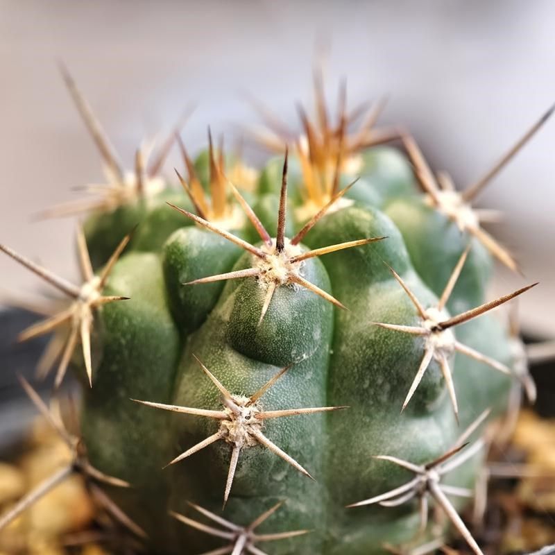 实生恐龙丸仙人球裸萼球属多肉植物花卉绿植室内盆栽阳台四季好养,鲜花速递/花卉仿真/绿植园艺,多肉植物,淘宝优惠券,粉丝福利购,淘宝优惠卷