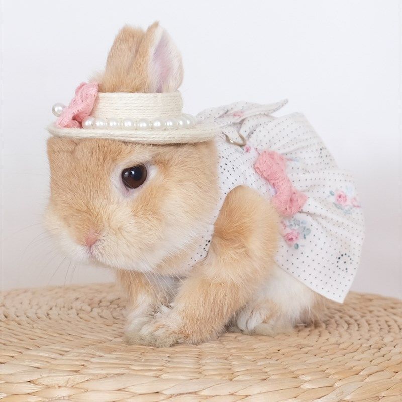 浪漫玫瑰小兔子衣服外出服可爱兔兔宠物公主裙垂耳兔侏儒兔牵引绳,宠物/宠物食品及用品,兔兔服饰,淘宝优惠券,粉丝福利购,淘宝优惠卷