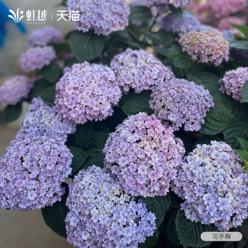 虹越花手鞠绣球花苗盆栽阳台庭院大花绣球地栽重瓣花园植物花期久