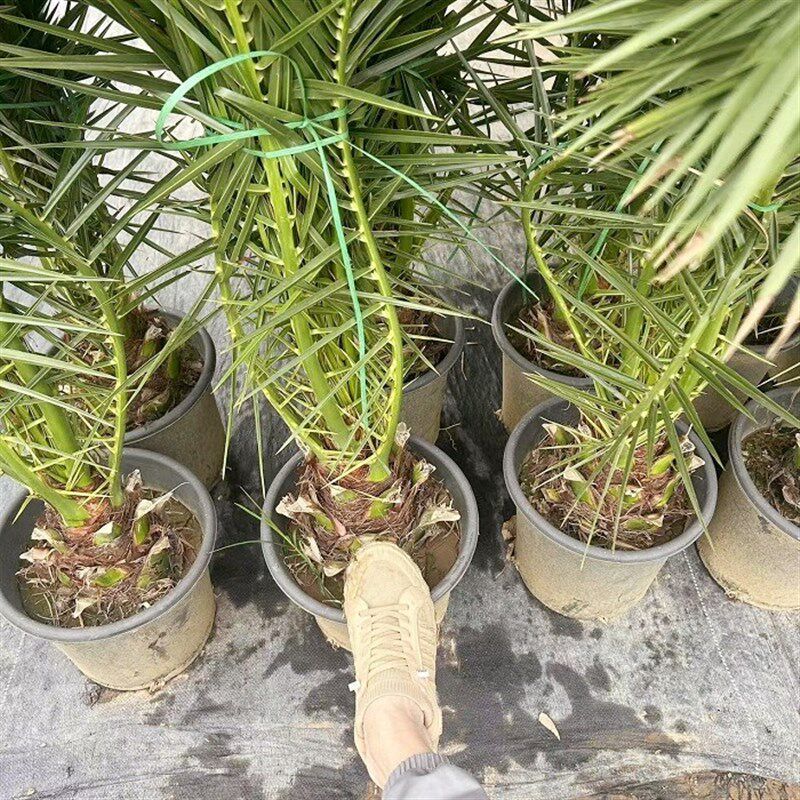 加拿利海枣树庭院户外大型绿植耐寒苗木棕榈海藻四季常青绿化风景