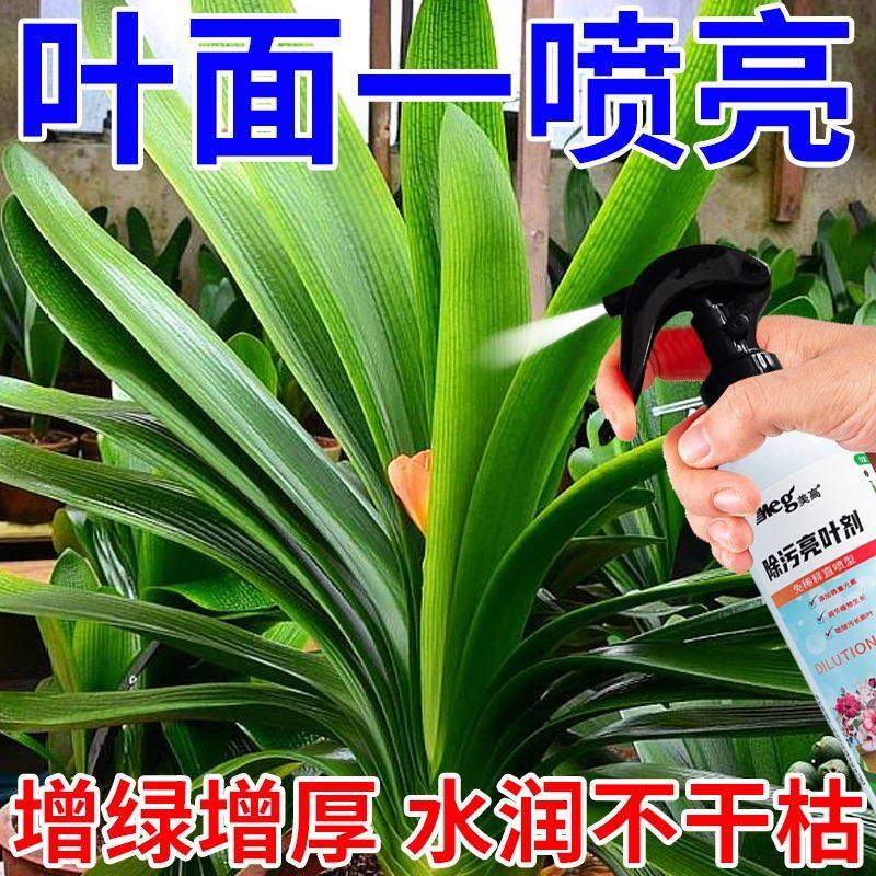 除污亮叶剂叶片面花卉一喷净植物增亮花卉绿植通用增绿去污光亮剂,鲜花速递/花卉仿真/绿植园艺,家庭园艺肥料,淘宝优惠券,粉丝福利购,淘宝优惠卷