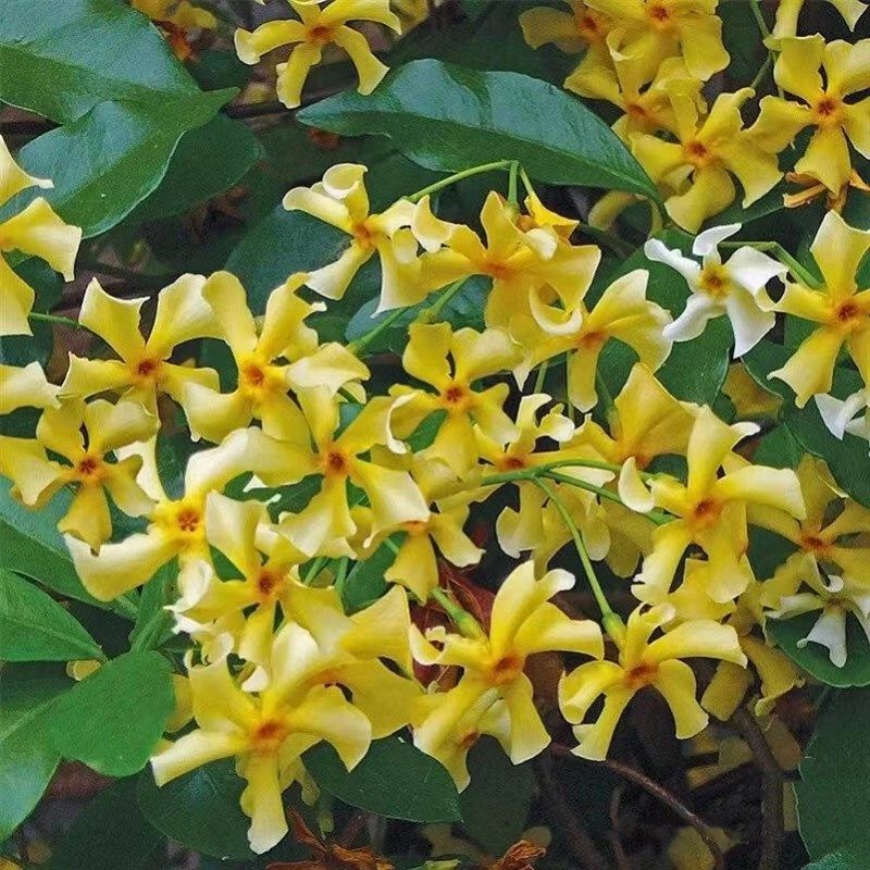 庭院爬藤植物风车茉莉 银丝茉莉盆栽花苗阳台室内四季常青络石藤,鲜花速递/花卉仿真/绿植园艺,绣球/木绣球/木本植物,淘宝优惠券,粉丝福利购,淘宝优惠卷