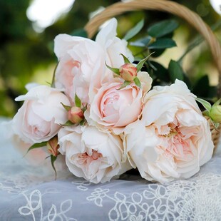 新品家书月季扦插花苗粉白色花灌木庭院盆栽花苗