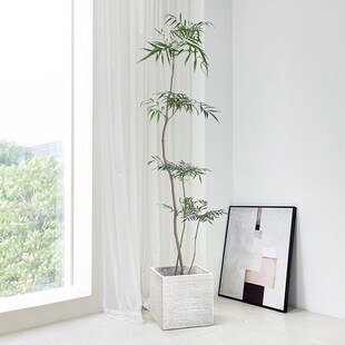 十大功劳盆栽大型室内绿植落地新中式禅意植物客厅旺宅茶室书房真