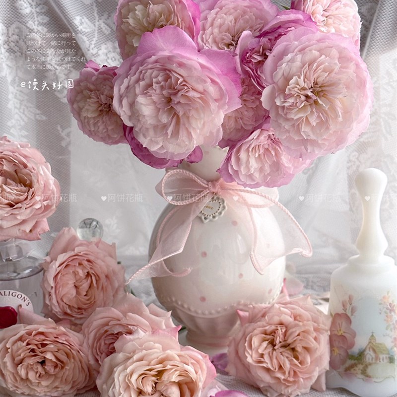 波点粉Lenox 可水培陶瓷花瓶鲜花养水器具20cm法式插花器粉色浮雕