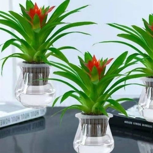 鸿运当头盆栽大盆适合客厅摆放的花家养花卉植物室内花好养活四季