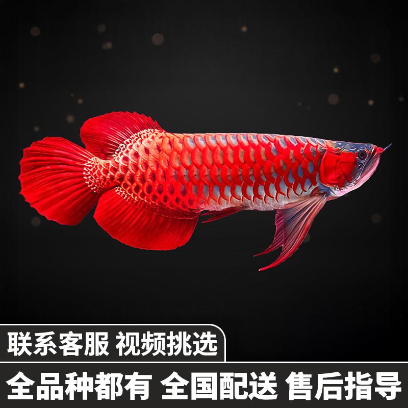 金龙鱼红龙鱼苗活体黄化银龙活鱼小鱼幼苗大型龙鱼幼鱼观赏鱼印尼
