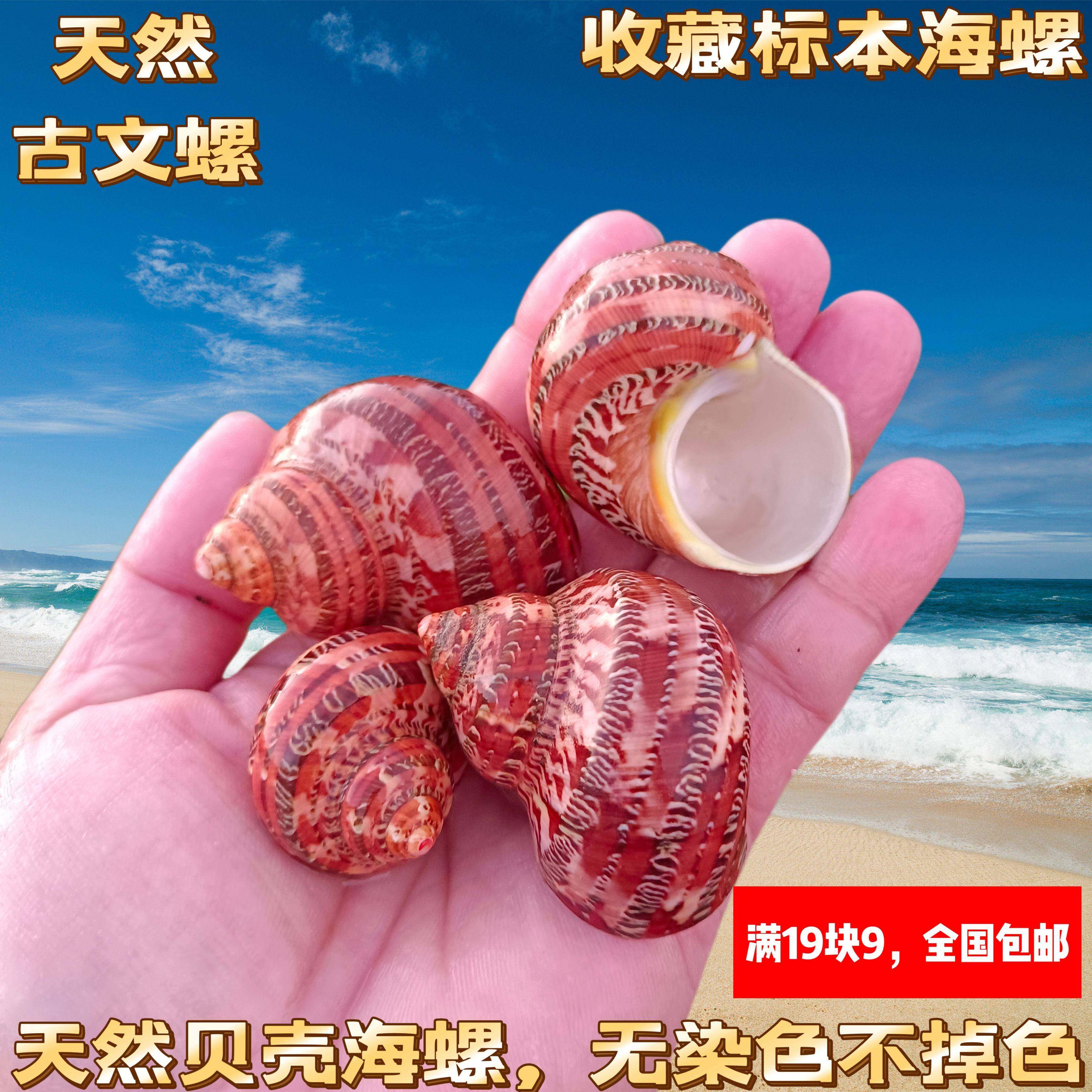 天然海螺贝壳古文螺猫眼蝾螺卷贝鱼寄居蟹专用壳鱼缸装饰水族造景