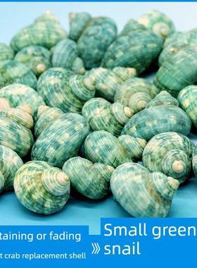 天然海螺壳寄居蟹备用壳替代壳绿色海螺鱼缸水族景观装饰手工标本