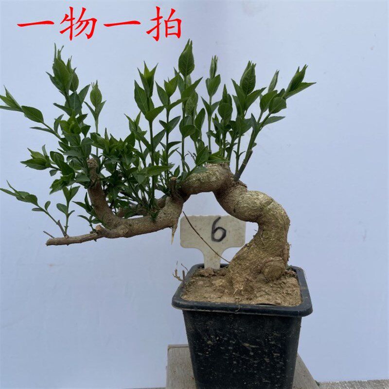 卫矛盆景老桩微型真弓小品鬼箭羽红果办公桌阳台庭院摆放一物一拍