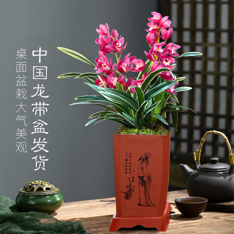 翁源兰花苗带古风盆栽发】省心懒人养室内高端绿植花卉盆栽