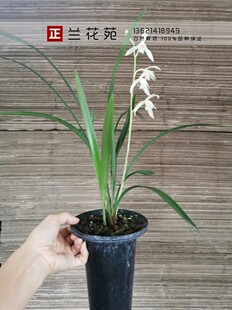 带叶芽 秋雪 广东雪白花 四季兰建兰浓香白花 仙气飘飘 叶姿秀美