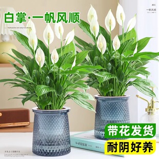 一帆风顺白掌盆栽办公室内绿植火鹤花花卉水培植物四季易活好养常