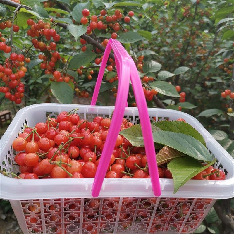 白色塑料水果篮樱桃篮杨梅篮草莓篮桑葚篮斤装方篮蓝莓篮