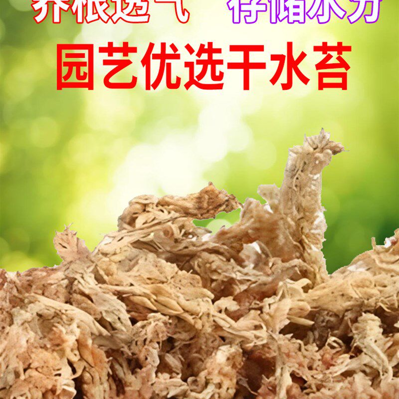 智利水苔兰植料春禄干水苔石斛蝴蝶兰水草育苗乌龟垫材
