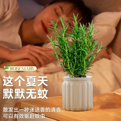 驱蚊迷迭香盆栽可食用牛排用水培植物室内桌面办公室祛除蚊虫绿植