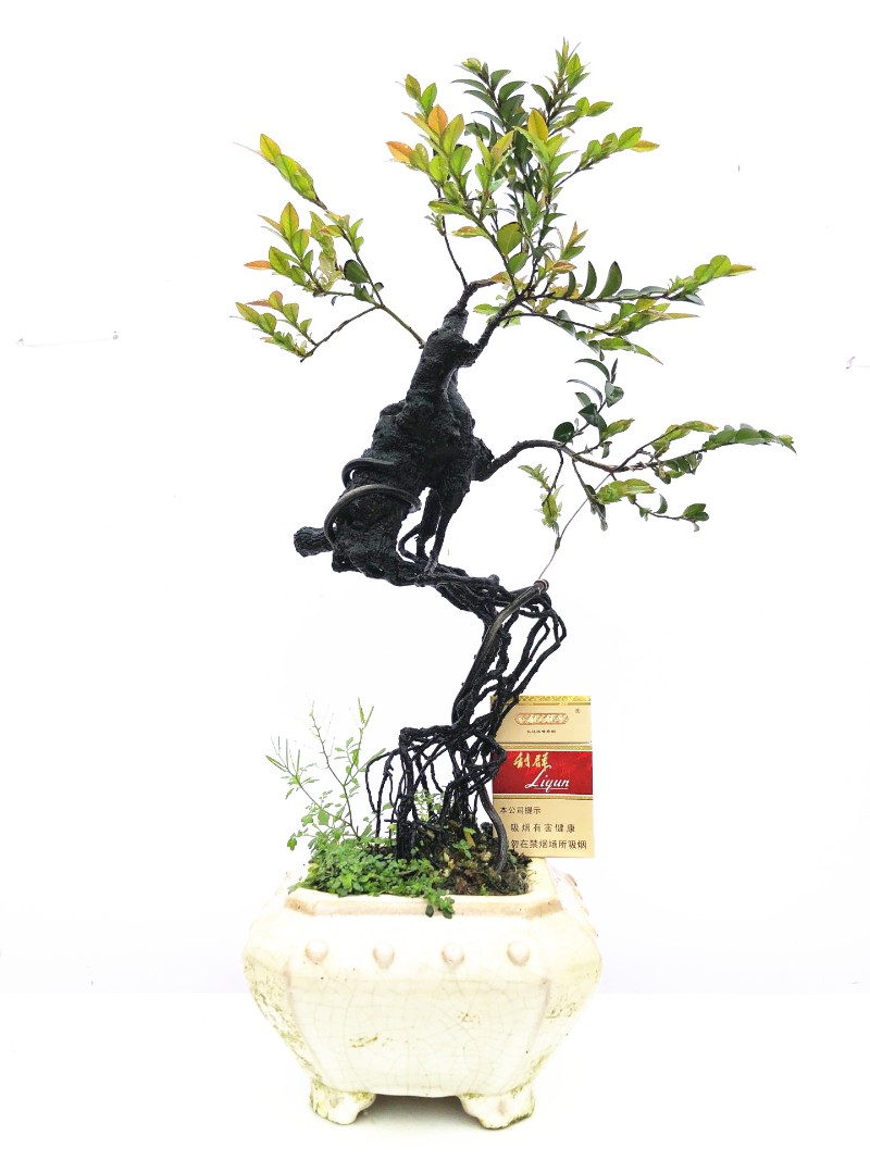 岭南盆景小叶檀香紫檀盆景树桩室内绿植紫檀盆栽植物黑骨茶黑檀木