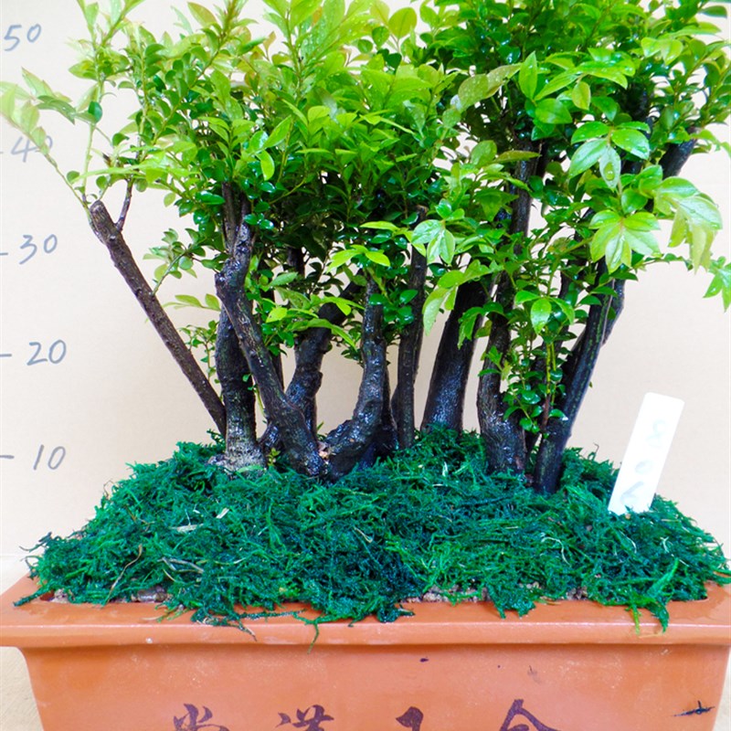 老桩造型小叶紫檀盆景植物室内多树桩盆栽大型盆景树桌面绿植客厅